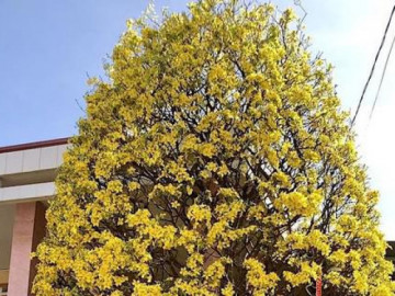 Cây mai nở từ gốc đến ngọn, gia chủ luôn tiếp khách vào xin chụp hình