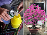 Nhà đẹp - Hoa giấy lười ra hoa, cho ăn 1 thìa nước này rễ khỏe, 2 tháng sau nụ kết từng chùm to