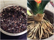 Nhà đẹp - Nghiền nát vỏ loại cây này rồi đun sôi trong nước, tốt như "thần dược", tưới thử sẽ thấy bất ngờ