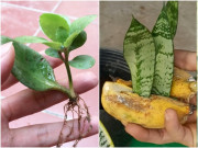 Không cần mua 3 loại hoa này, chỉ cần ngắt 1 lá, 10 ngày sẽ ra rễ, rất hiếm người biết
