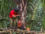 Tiêu dùng - Nghề lạ ở Việt Nam: "Mổ" cây lấy nước cũng ra tiền, thứ thu được là loại rượu hảo hạng vạn người mê