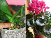 2 loại hoa Tết tàn rồi cũng đừng vội vứt đi, giữ lại có thể nở tiếp đẹp hơn gấp 10 lần
