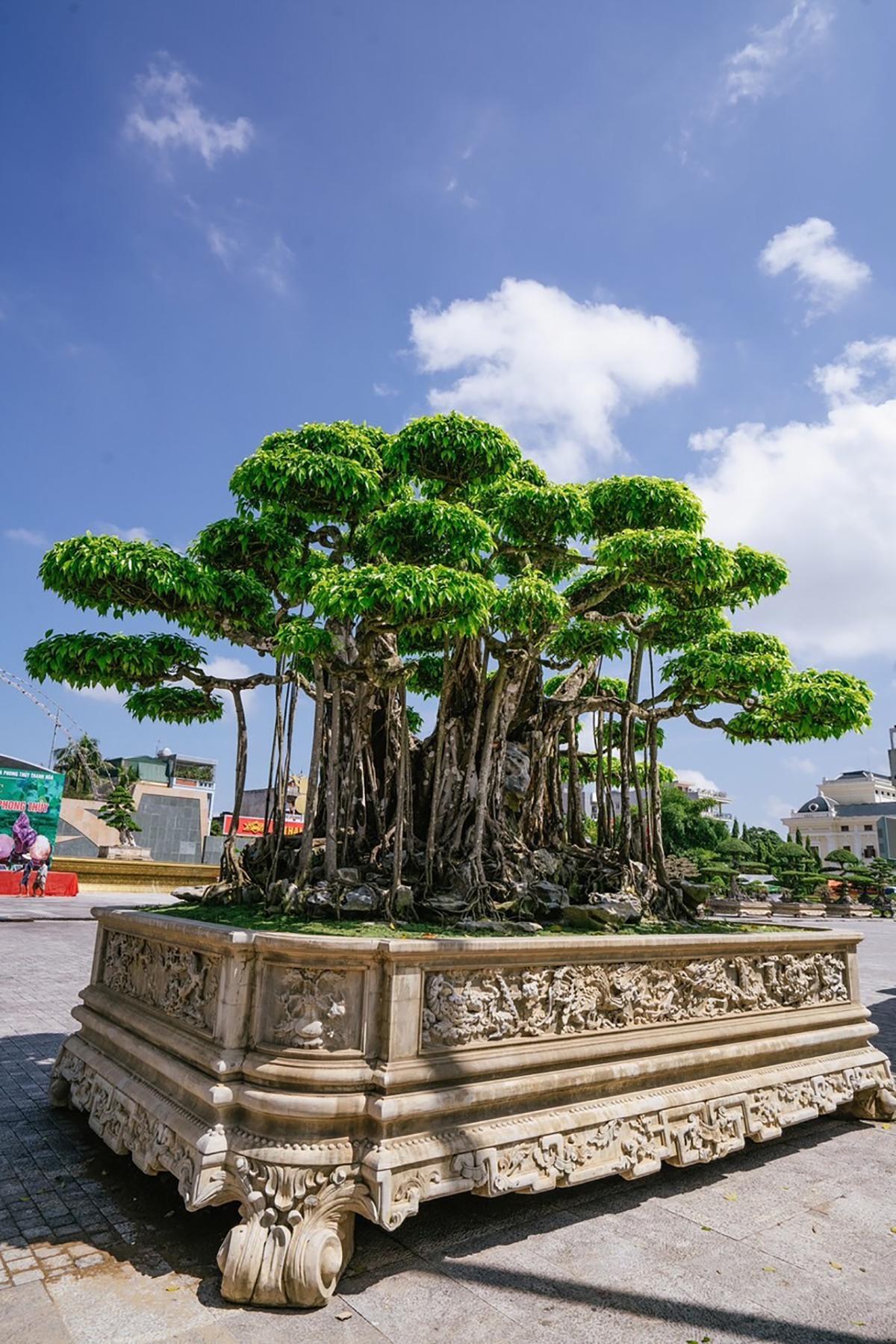 siêu cây cảnh 