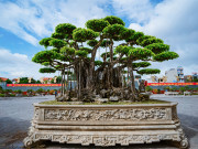 Tin tức - Siêu cây cảnh “Nham thạch bách niên” được định giá khoảng 470 tỷ đồng khiến dân chơi choáng váng