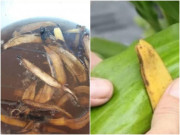 Hóa ra thứ ở quê mọc đầy vườn này lại là thần dược trồng cây, dân thành phố mất tiền mới có