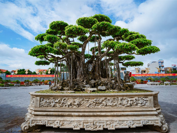 Siêu cây cảnh Nham thạch bách niên được định giá khoảng 470 tỷ đồng khiến dân chơi choáng váng