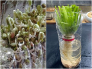 Đừng đi mua rau nữa, lấy chai nước cho thêm ít hạt này 10 ngày thu hoạch, cả nhà ăn không hết