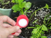 Nhà đẹp - Muối là trợ thủ đắc lực trong việc trồng rau, thật tiếc vì giờ tôi mới biết