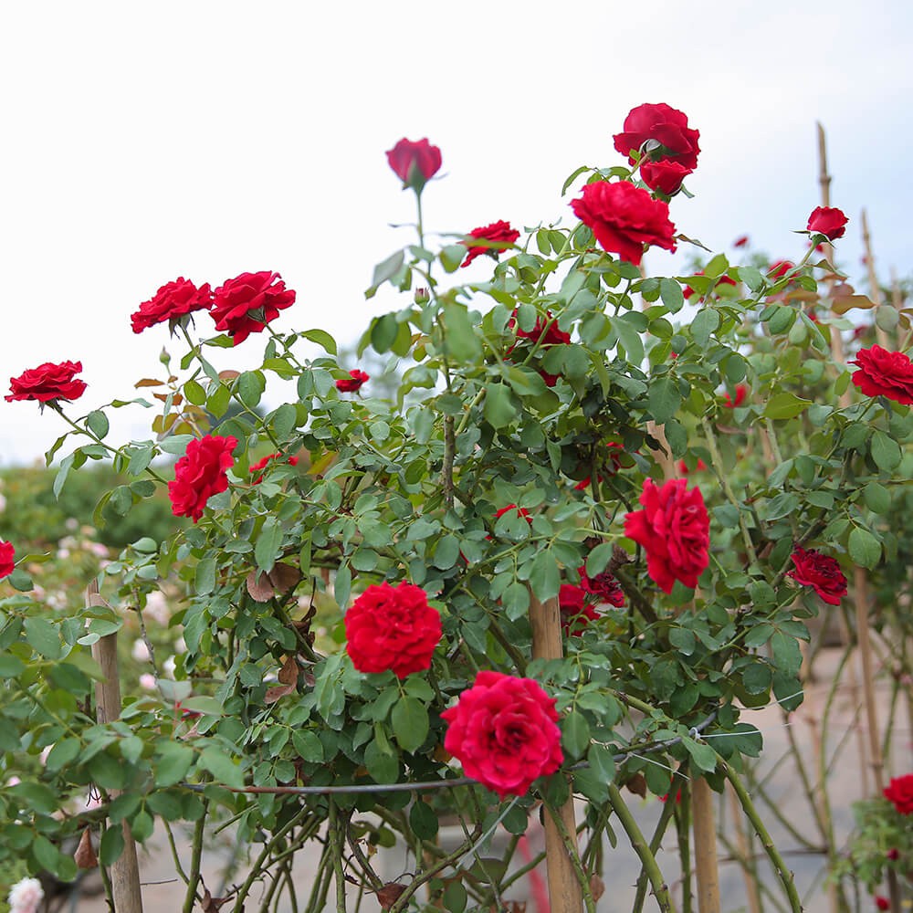 Hoa hồng mãi chưa đâm bông, bổ sung 3 loại “nước thần” này, nụ lên tủa tủa, hoa nở liên tục to bằng cái bát - 1