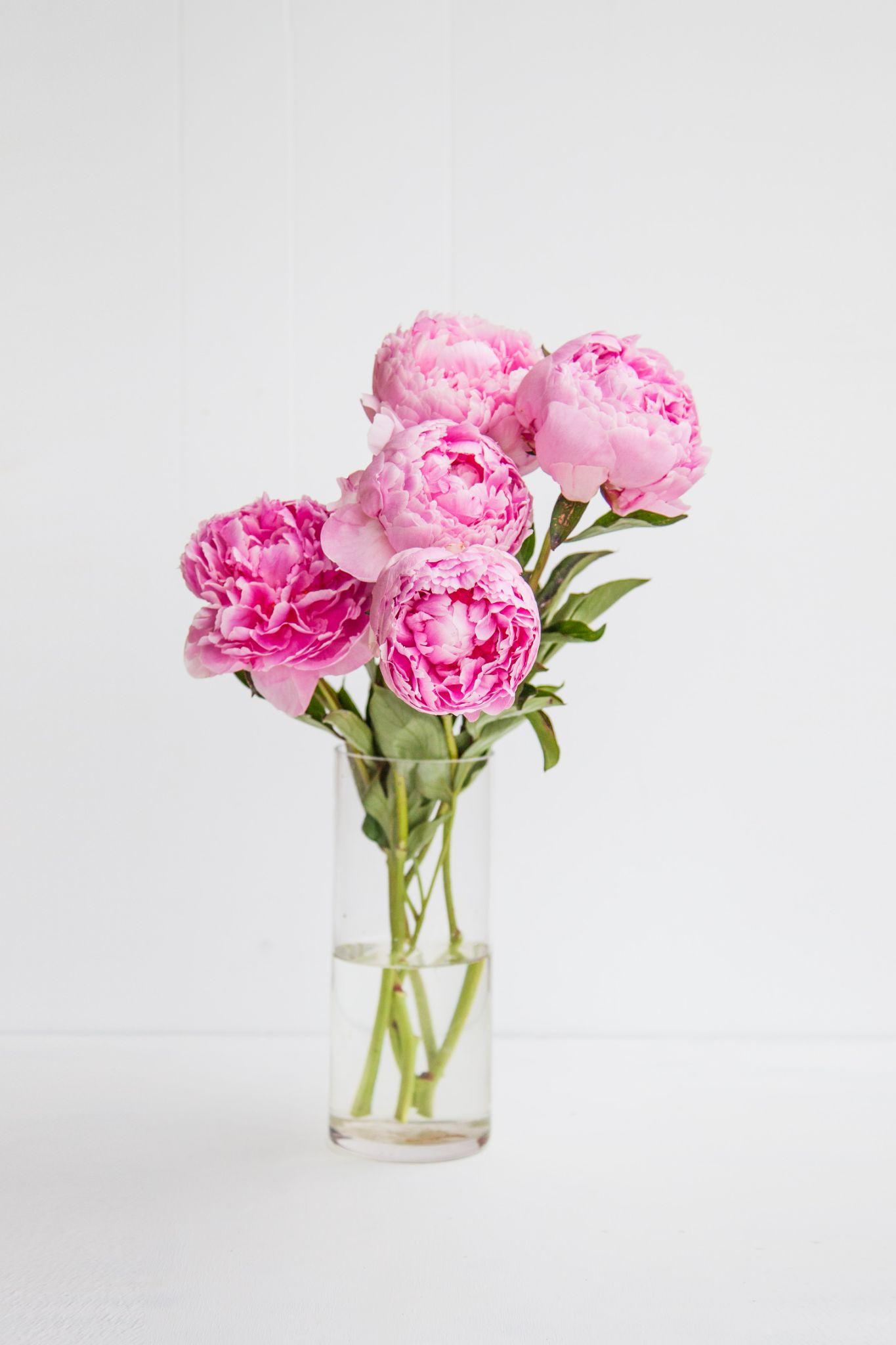 Cắm hoa mẫu đơn nhớ thêm bảo bối “ngọt ngọt”, hoa nở bung tươi lâu cả tháng - 7