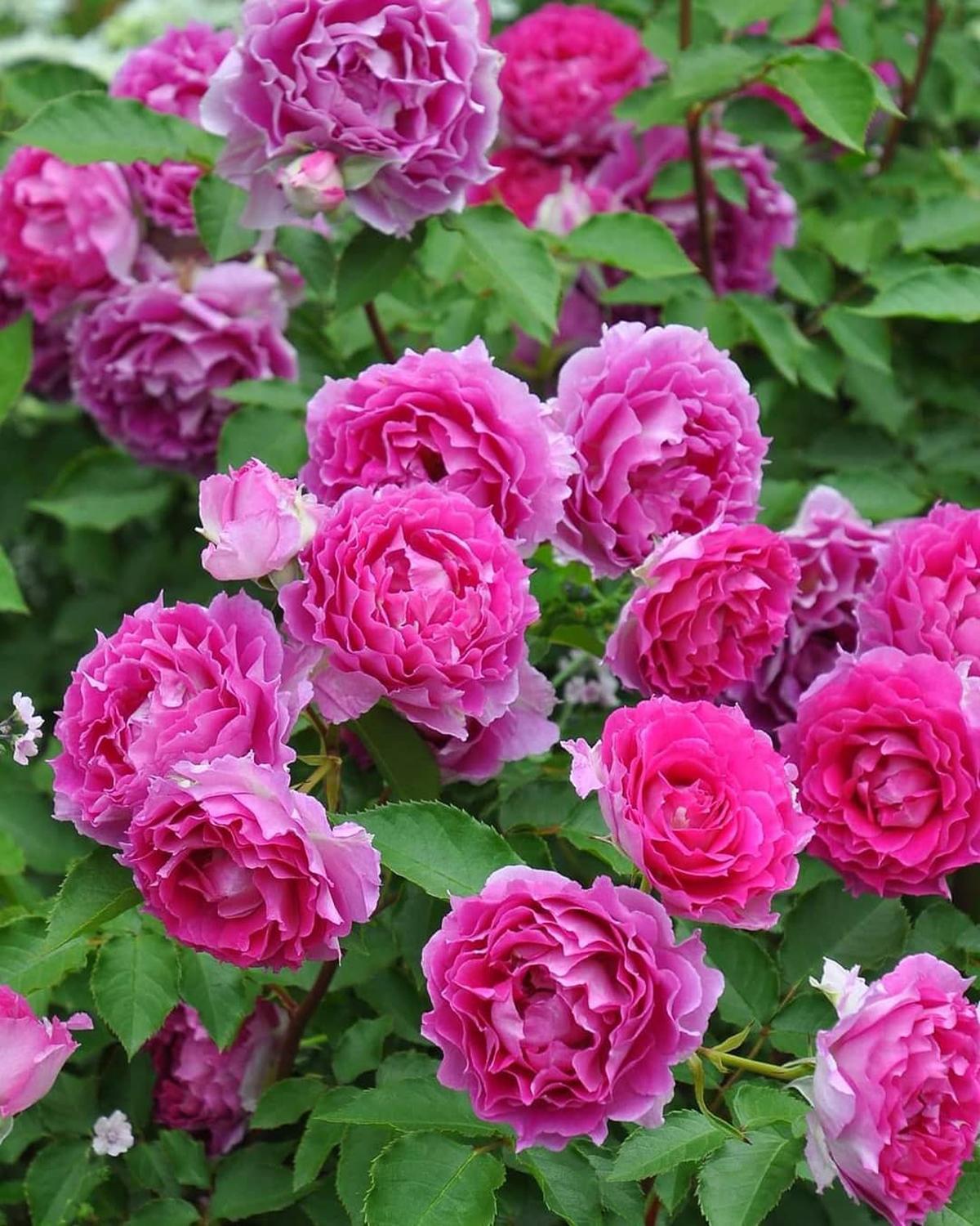 Hoa hồng mãi chưa đâm bông, bổ sung 3 loại “nước thần” này, nụ lên tủa tủa, hoa nở liên tục to bằng cái bát - 4
