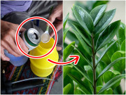Cây kim tiền phát triển chậm, bỏ thêm 3 thứ “bảo bối” vào gốc, lá lên xanh mướt, lộc non tua tủa gọi lộc vào nhà