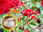 Hoa hồng mãi chưa đâm bông, bổ sung 3 loại “nước thần” này, nụ lên tủa tủa, hoa nở liên tục to bằng cái bát