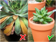 Trồng sen đá nhớ quyên tắc “3 không”, cây luôn căng mọng, xanh mướt, không héo lá, úng rễ