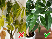 Muốn kim ngân xanh mướt bỏ ngay 5 cách chăm sóc sai lầm này, chồi non tua tủa gọi lộc vào nhà