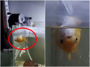 Nhà đẹp - Cá vàng ngửa bụng bơi cả ngày, chủ tưởng nó sắp chết, ra tiệm hỏi rồi bật cười khi sự thật phơi bày