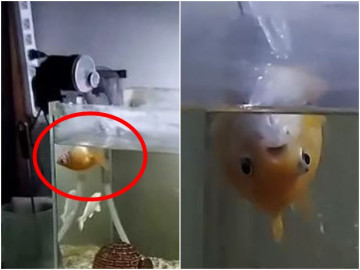 Cá vàng ngửa bụng bơi cả ngày, chủ tưởng nó sắp chết, ra tiệm hỏi rồi bật cười khi sự thật phơi bày