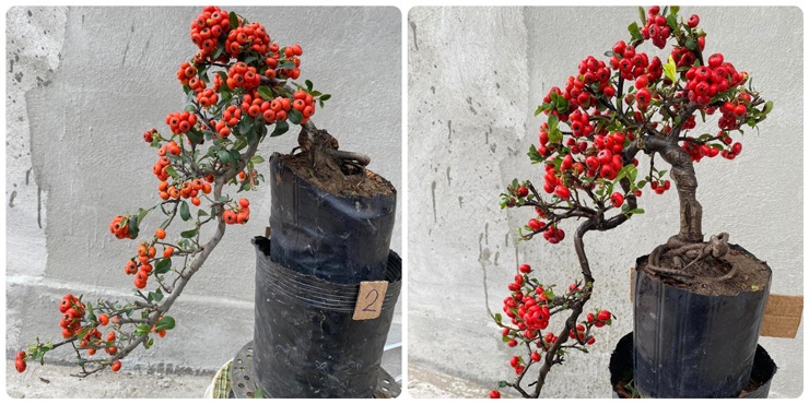 Cây bonsai ngoại nhập lạ mắt, sai trĩu quả hút khách sau Tết, có cây giá hơn trăm triệu đồng - 5