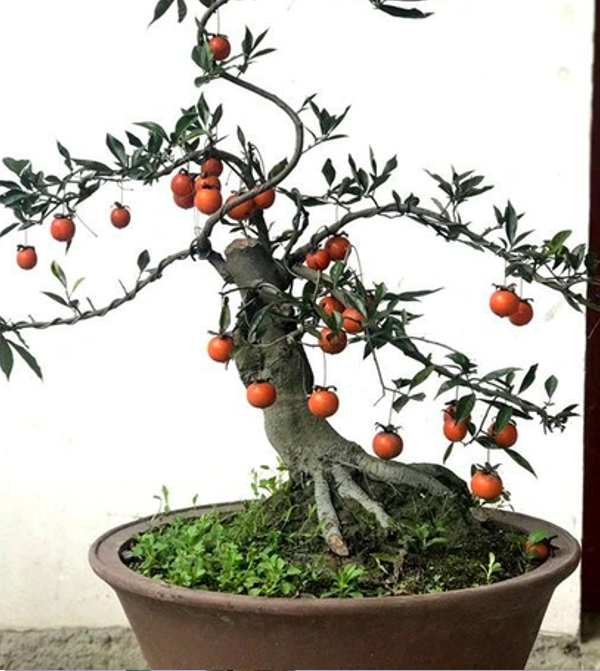 Cây bonsai ngoại nhập lạ mắt, sai trĩu quả hút khách sau Tết, có cây giá hơn 100 triệu đồng - 2