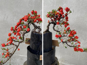 Những cây bonsai nhập ngoại lạ mắt, sai trĩu quả hút khách sau Tết, có cây giá hơn 100 triệu đồng