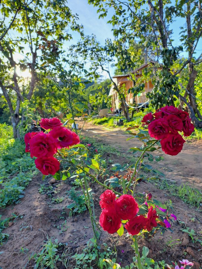 Bỏ phố về quê, mẹ đảm Lâm Đồng xây nhà gỗ giữa vườn hồng, đẹp như truyện cổ tích - 3