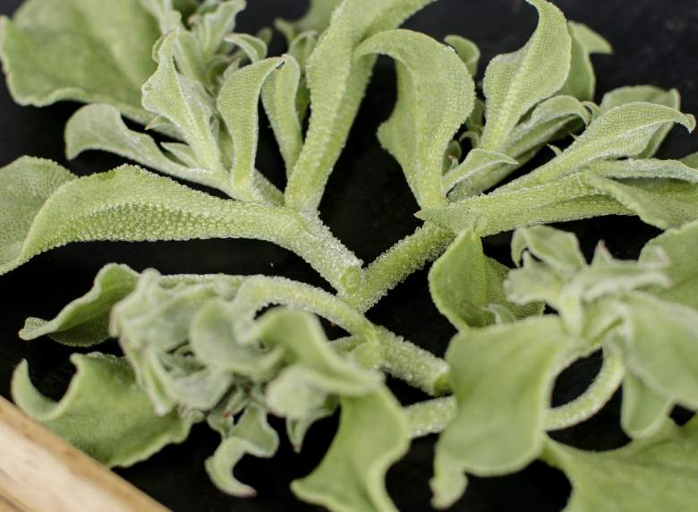 Cải bông tuyết có những tinh thể nước bao quanh bề mặt lá, thân giòn, lúc ăn vào sẽ tan ra mang đến cảm giác ngon miệng .