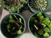 Nhà đẹp - 5 loại hoa “vĩnh cửu”, lá chỉ cần chạm đất sẽ bén rễ, một lần nhân giống được cả 100 chậu