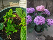 Trồng hoa cẩm tú cầu làm tốt 3 việc này, nhiều cành mới mọc ra, hoa nở rực rỡ