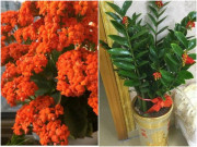 Nhà đẹp - 3 loại cây ngụ ý cát tường, nếu trồng trong nhà lâu năm không nên mang tặng người ngoài, chẳng khác gì "ném tiền qua cửa sổ"