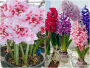3 loại hoa trồng bằng củ sống khỏe re, hoa nở rực rỡ, nở to như bát chậu