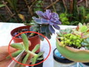 4 loại hoa này khi càng cao càng xấu xí, lùn mập càng đẹp, nên mạnh tay cắt ngọn đi