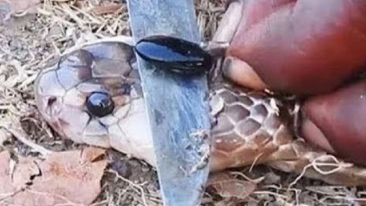 Sự thật về viên ngọc kỳ lạ trên đầu rắn hổ mang chúa có thể cứu mạng người, giá hàng chục tỷ