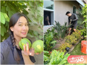 Sao nữ sang Mỹ làm vườn như ở quê: Có người chồng đầy tiền vẫn chiều vợ cuốc đất, trồng từng cây