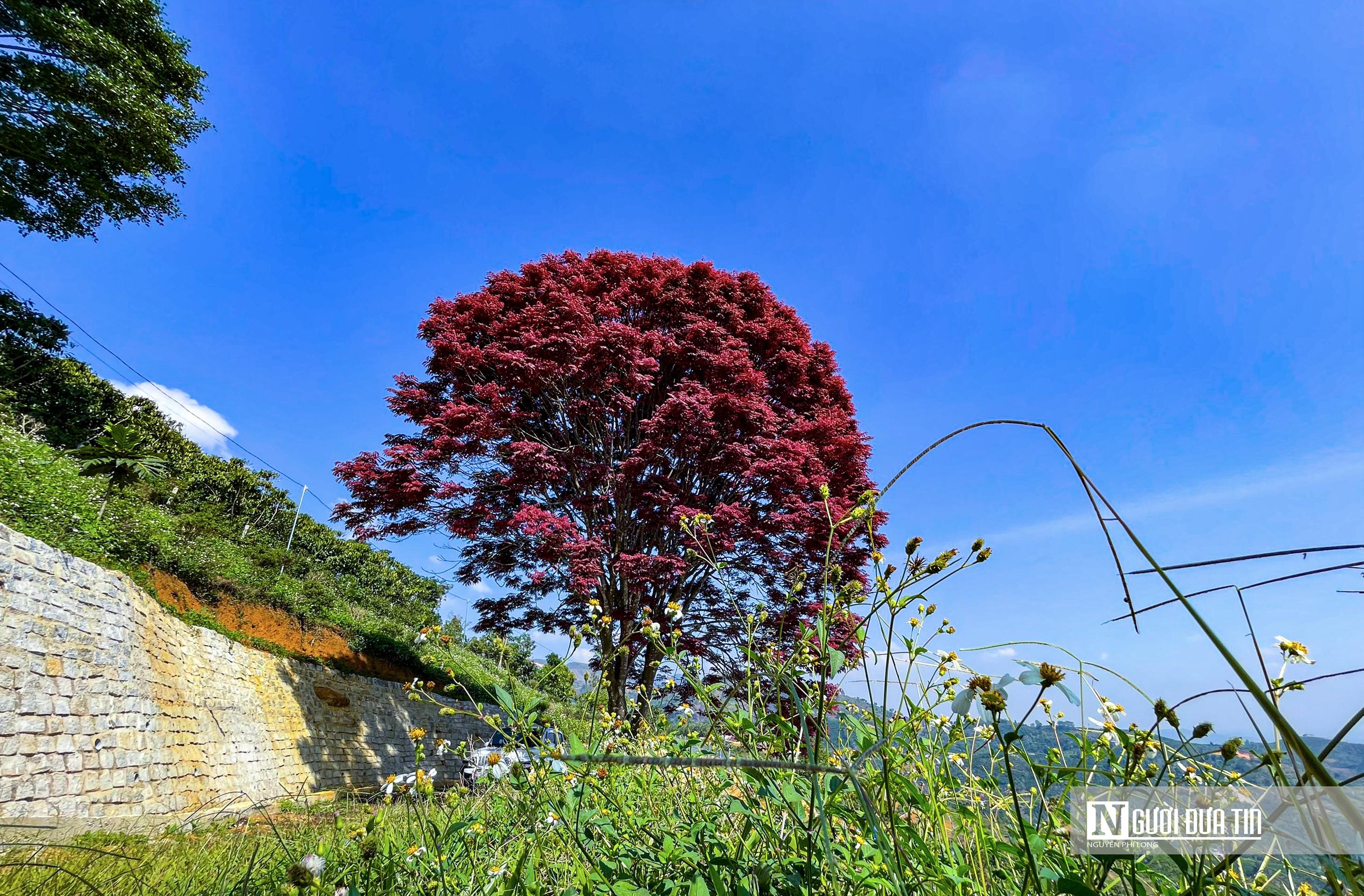 Delighted with the image of the red leaf brooch blooming on the Lam Dong plateau - 4