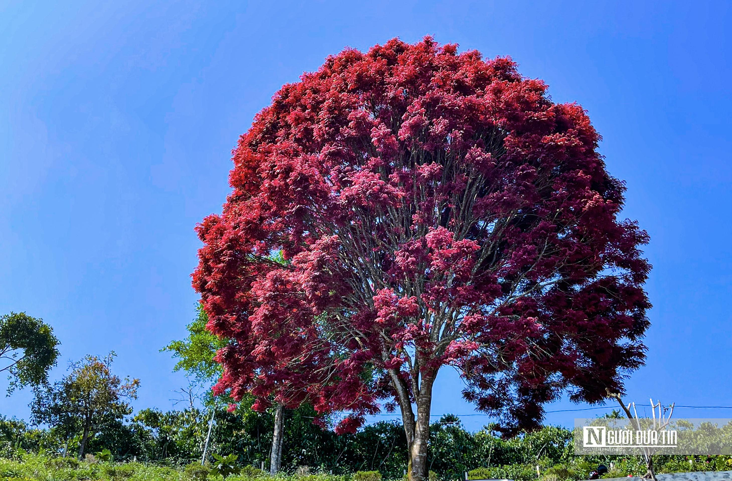Delighted with the image of the red leaf brooch blooming on the Lam Dong plateau - 1