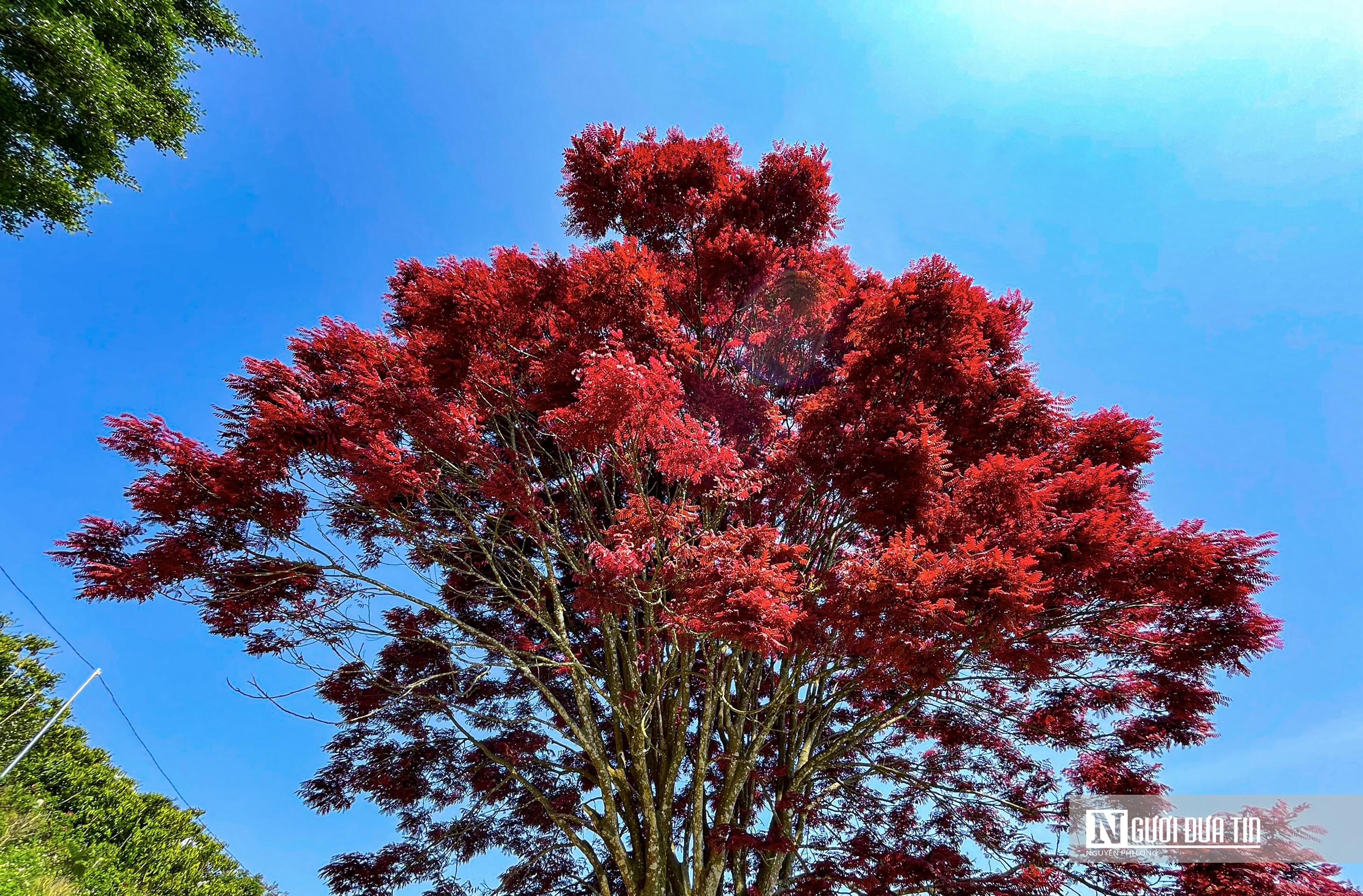Delighted with the image of the red leaf brooch blooming on the Lam Dong plateau - 13