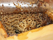 Tin tức - Nghề lạ ở Việt Nam: Nuôi loài bé tí không cần cho ăn, thứ thu được là đặc sản quý, 9X thu lãi 500 triệu/năm