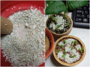 Mùa xuân trồng hoa, rắc một nắm vỏ vào đất, rễ và lá xanh tốt, trồng cây gì cũng rất cần