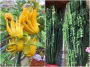 3 loại cây xấu xí nhưng có ý nghĩa tốt lành, giúp không khí trong lành hơn khi đặt trong nhà