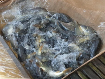 Nghề lạ của Việt Nam: Nuôi loại cá lạ thịt giòn như tràng lợn, 5 tháng bán lãi gấp 3, thành đặc sản nổi tiếng được săn lùng