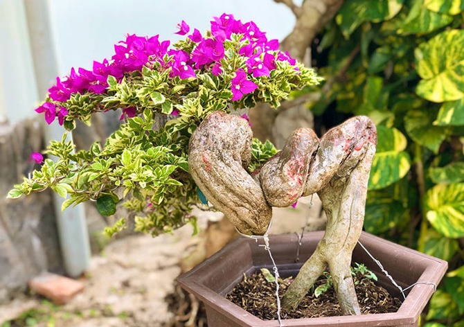 Những gốc hoa giấy bonsai đẹp mắt.
