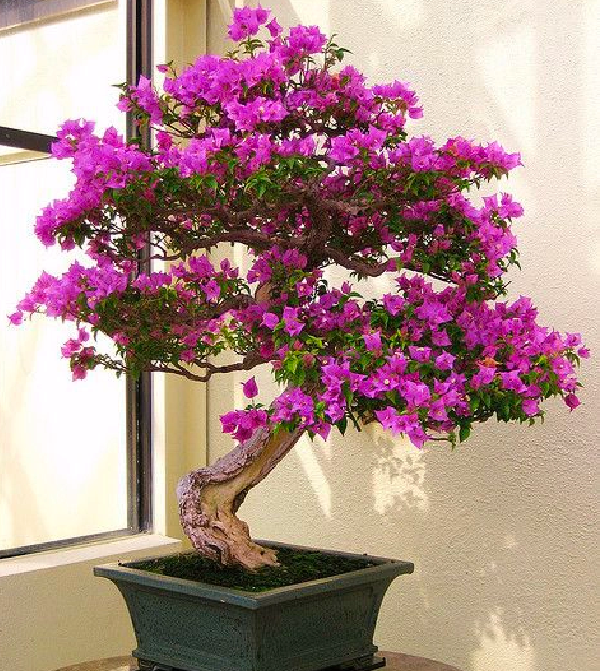 Cây leo hàng rào lên chậu thành bonsai dáng thế đẹp mê mẩn, người trồng thu lãi hàng trăm triệu/năm - 1