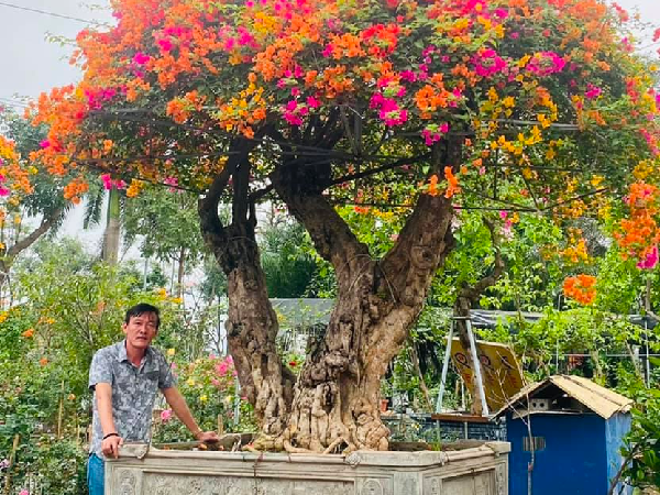 Cây leo hàng rào lên chậu thành bonsai dáng thế đẹp mê mẩn, người trồng thu lãi hàng trăm triệu/năm - 3