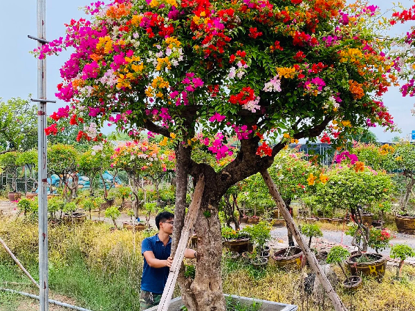 Những gốc hoa giấy bonsai có giá hàng trăm triệu.