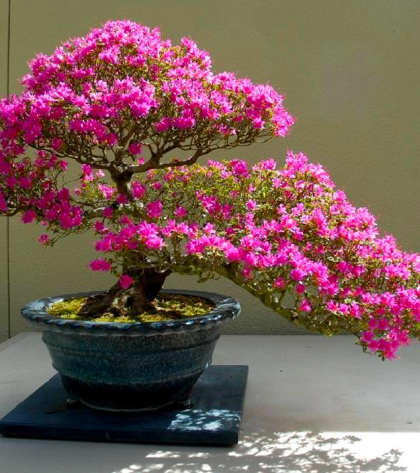 Cây leo hàng rào lên chậu thành bonsai dáng thế đẹp mê mẩn, người trồng thu lãi hàng trăm triệu/năm - 5