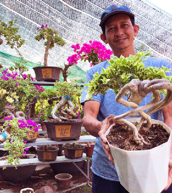 Nghề trồng hoa giấy bonsai mang lại thu nhập cho nhiều nông dân.