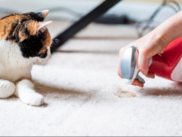 Nhà nuôi chó mèo khó tránh khỏi mùi hôi, xịt thứ này vào đệm của chúng, mùi hôi biến mất ngay lập tức