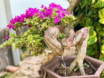 Cây leo hàng rào lên chậu thành bonsai dáng thế đẹp mê mẩn, người trồng thu lãi hàng trăm triệu/năm