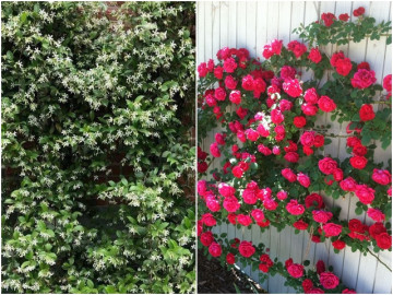 3 loại hoa cực dễ trồng, 2 tháng là leo tường, nở một lúc cả trăm bông