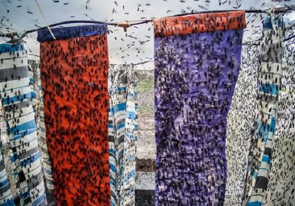 Kiếm tới 80 triệu đồng/tháng chỉ nhờ nuôi loại côn trùng ai cũng ghét - 6